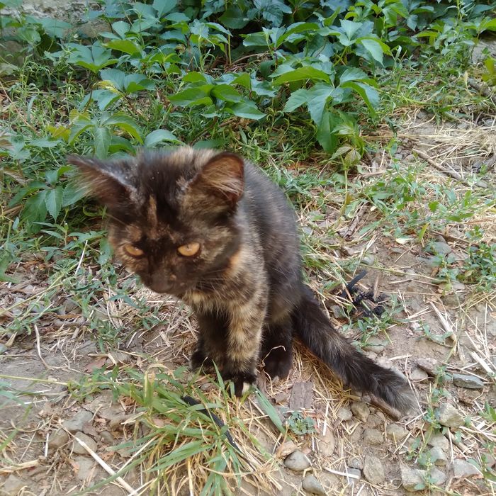 Котенок девочка, в добрые руки