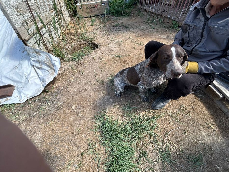 Куцхар оэхотичный собака