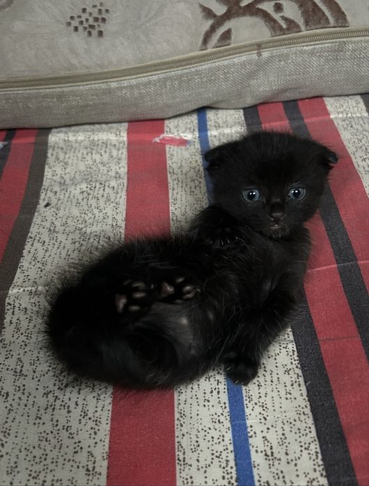 Продам котят , 2 месяц, очень ласковый