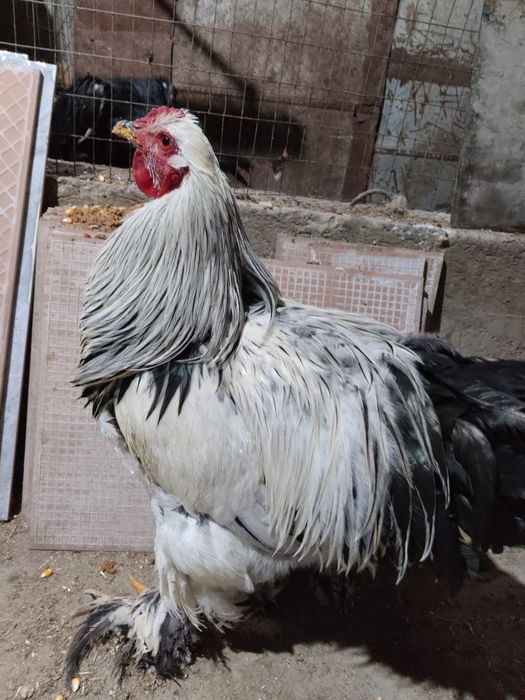 Brama xuroz sotiladi manzil gijduvon