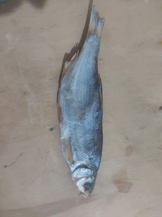 Рыба вяленная . Рыбец