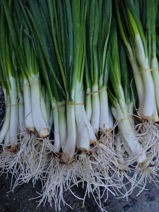 Продавам зелен лук