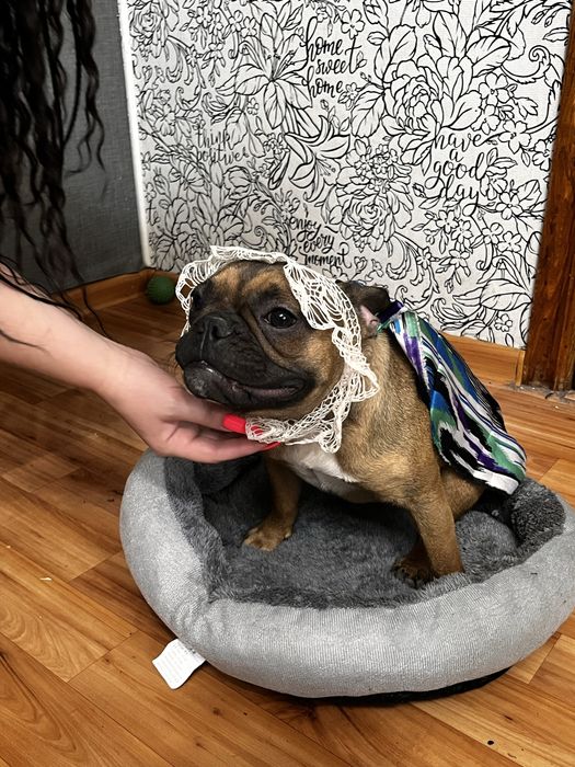 французский бульдог, сучка