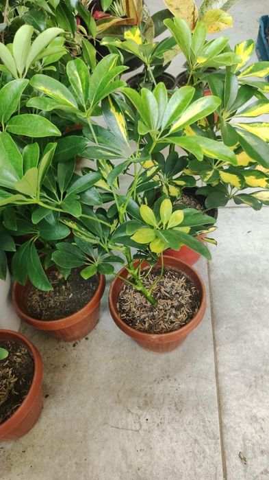 Комнаты цветы от 3500