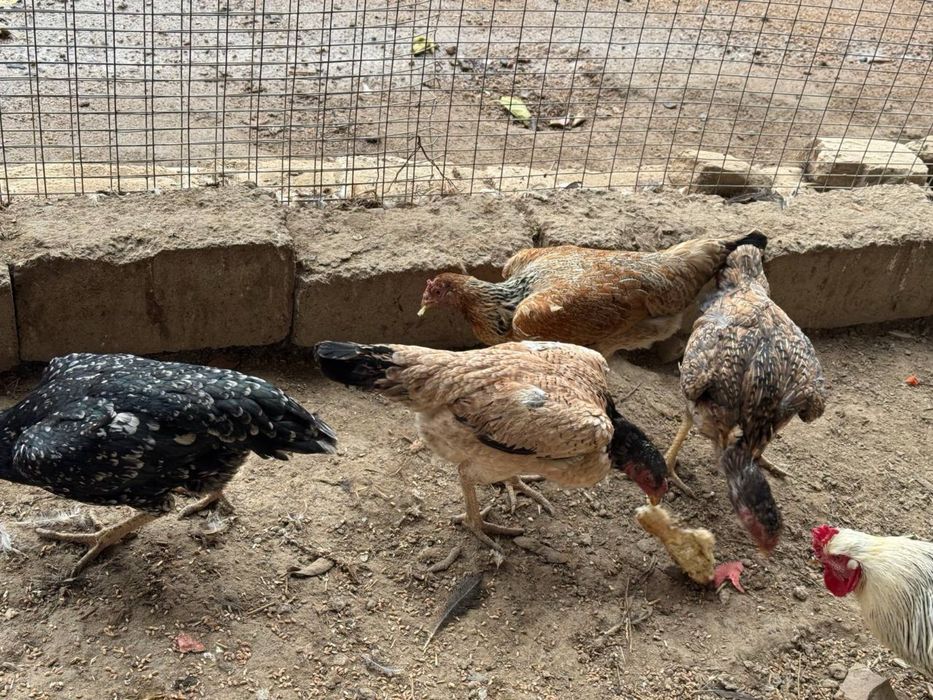 Продам курей