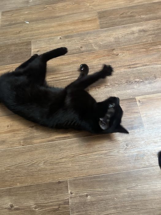 Кот отдам в хорошие руки