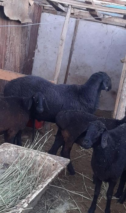 Гиссар қошқар. ..