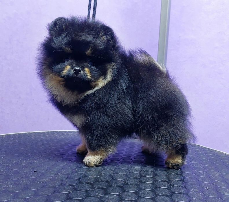 Щенок померанского шпица