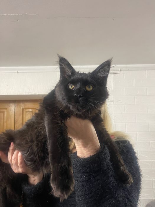 Maine Coon cu părinții campion