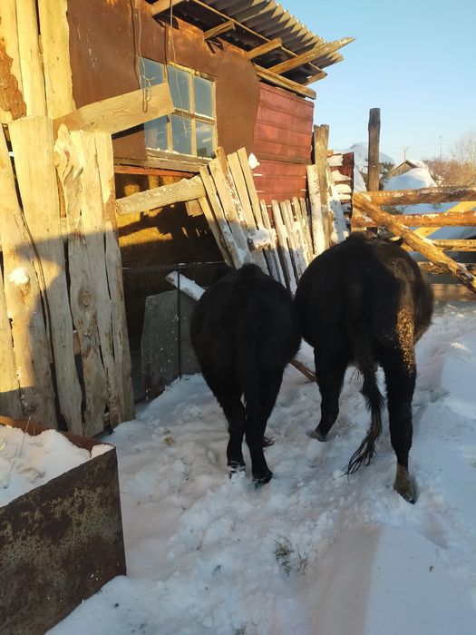 Продам тёлочку подсосную