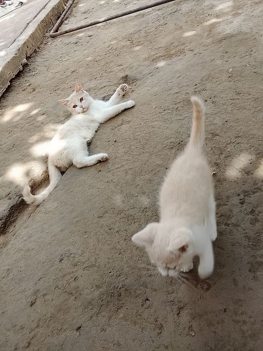Mushuk bolasi onasi bilan beriladi hadyga