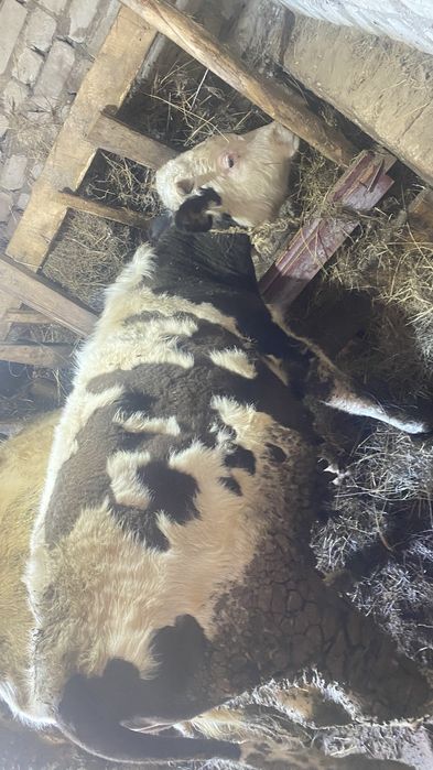 Продам на откорме