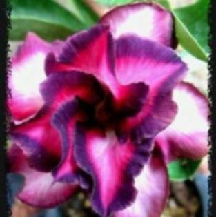 Seminte adenium  obesum