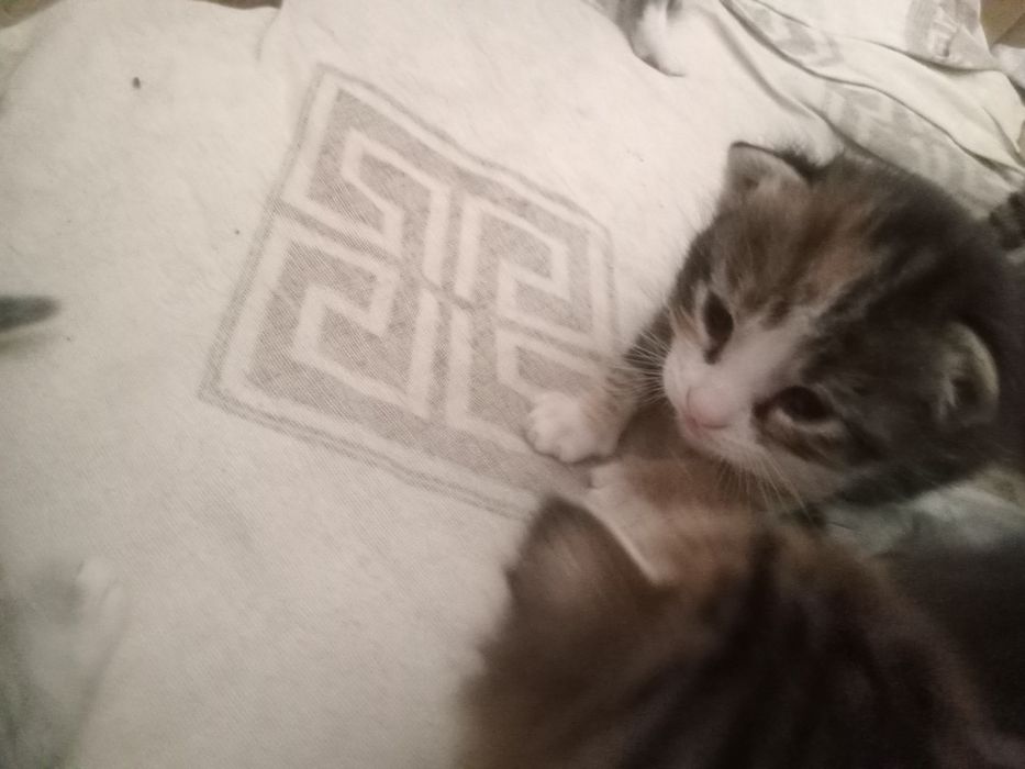 Котятки маленькие