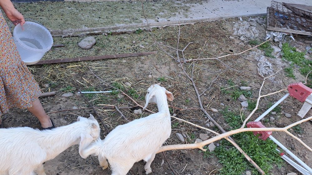 Ешки сатылады 3лагымен бирге