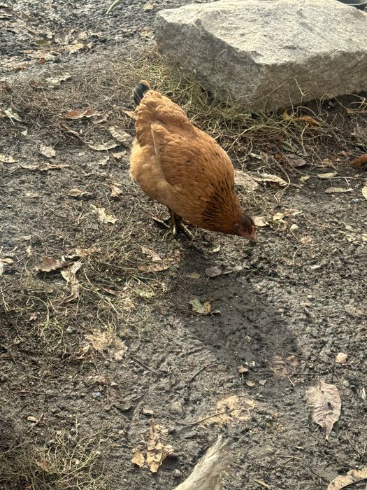 Продам кур молодых