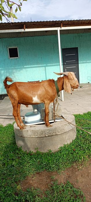 Теке асыл тұқымды