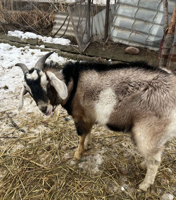 Срочно! Коза и козёл
