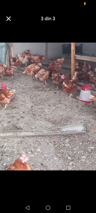 Găini roși outoare varsă 11 luni au un ciclu outor foarte bun