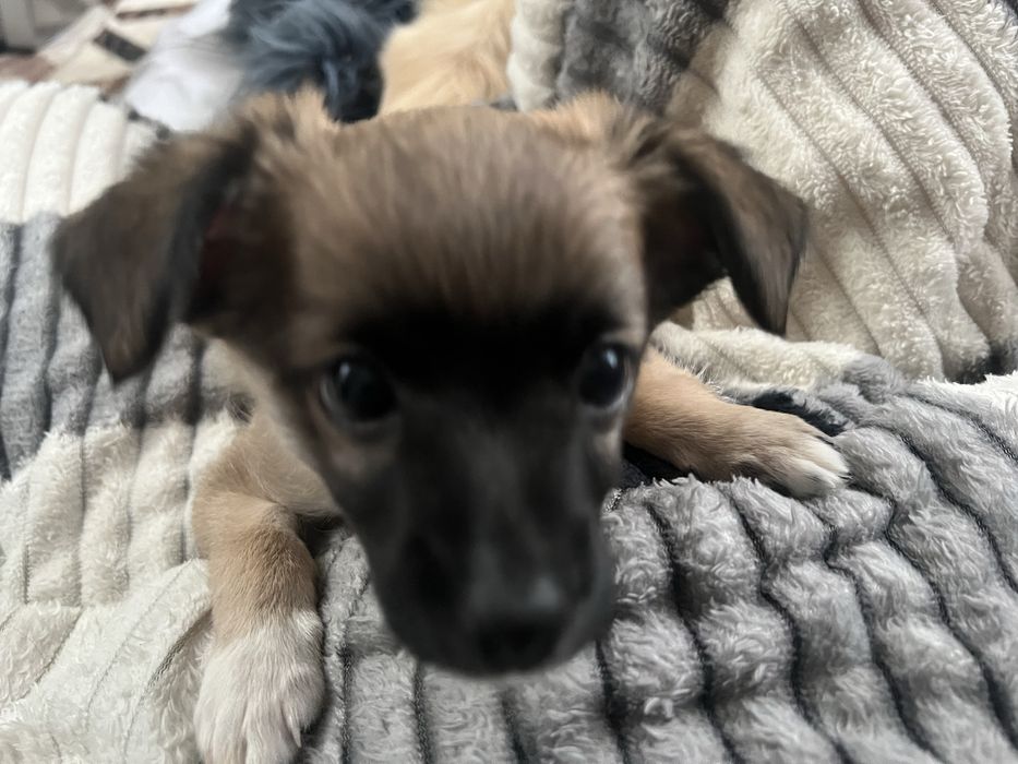 Отдам в доьрые руки щенка