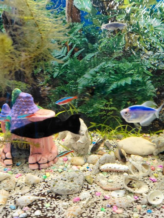 Продам аквариумных рыбок