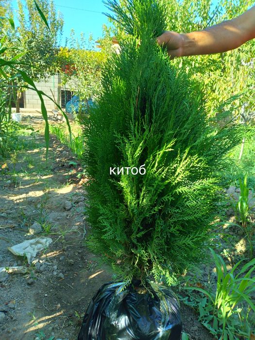 Арчалар. Зелёный забор учун арча кучатлари