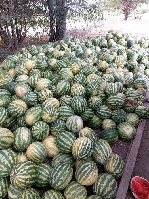 Продам арбуз по 100тг