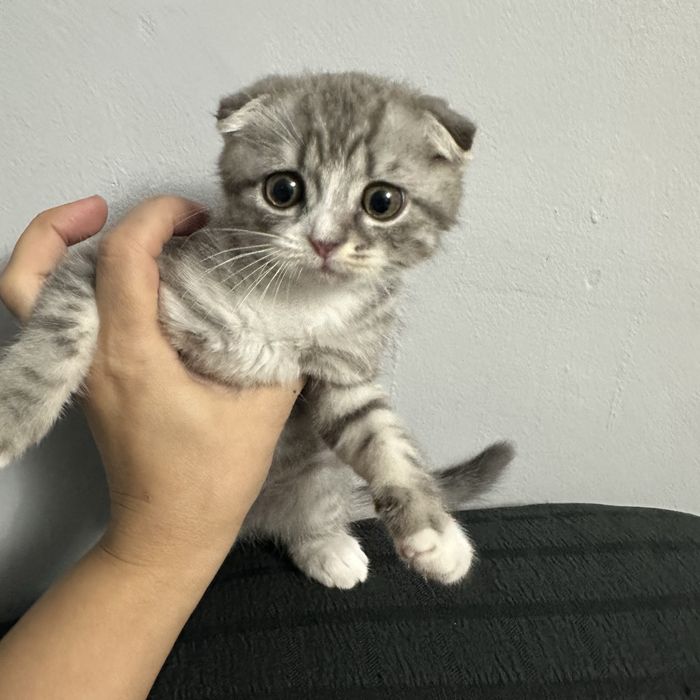 Котёнок веслоуха