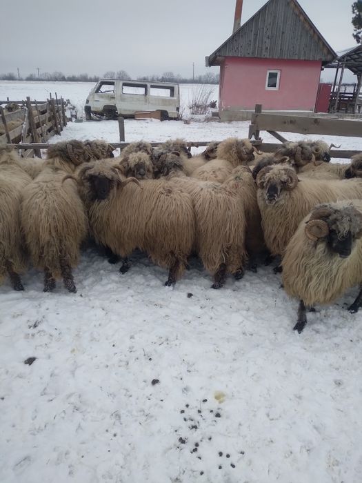 Berbeci bucalai de vanzare