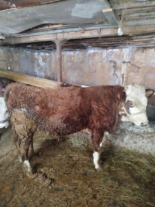 Бука сатылады 2 жаста