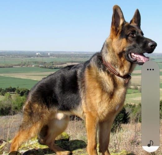 Щенки авчарки продам