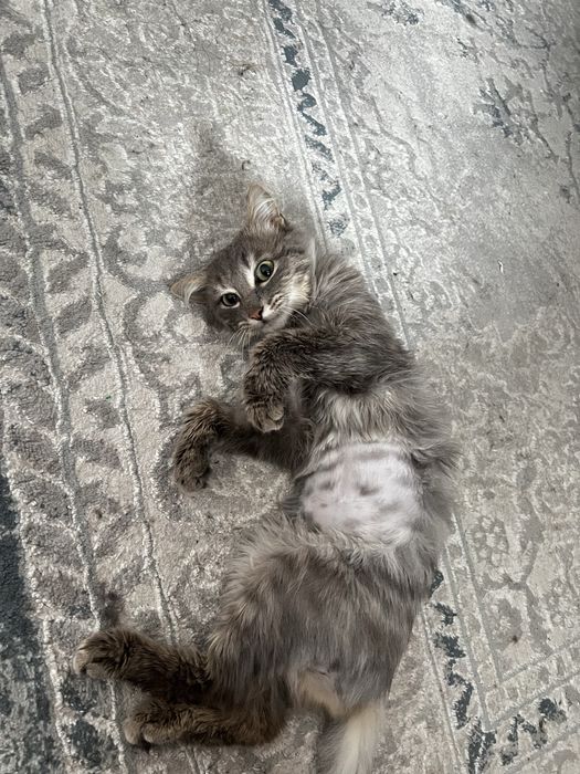 Котик срочно ищет дом!