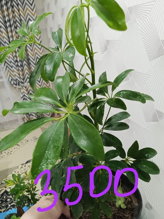 3/4 кавер почти новый