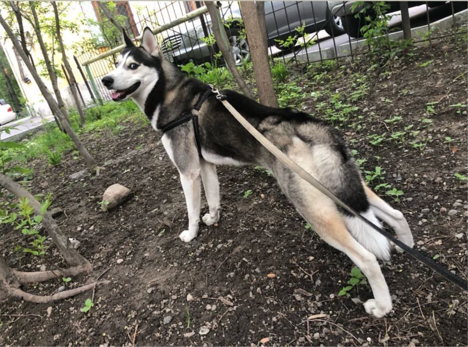 Сибирский Хаски вязка