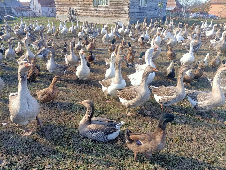 Gaste si Rate Frumoase