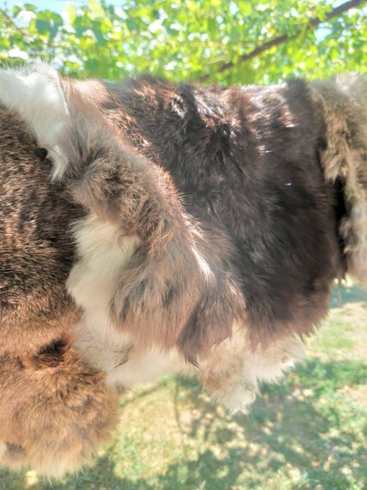 Заешки кожи обработени