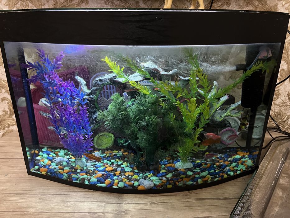 Akvarium baliqlari bilan sotiladi