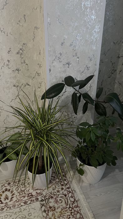 Домашнии цветы. Недорого