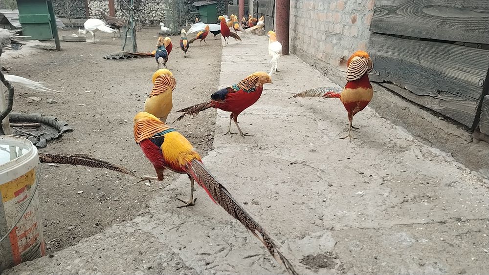Fazani exotici , roșu,galben,piersica,violet.