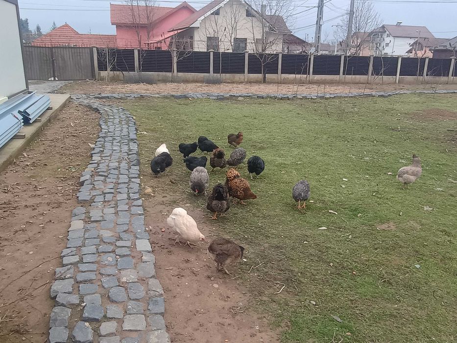 Găini araucana selectate