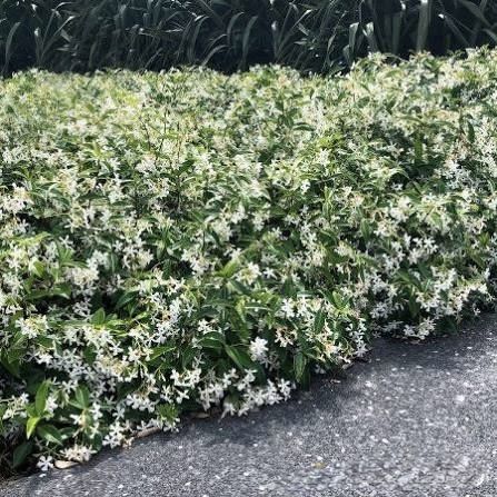 Вечнозелен жасмин