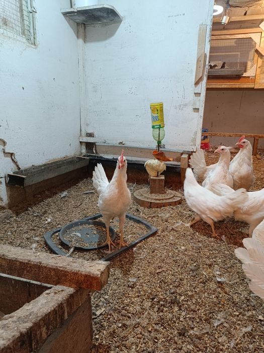 Продам 2 петушка на выбор.