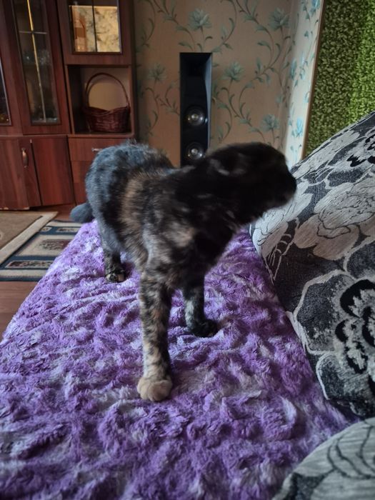 отдаю кошечку в добрые руки