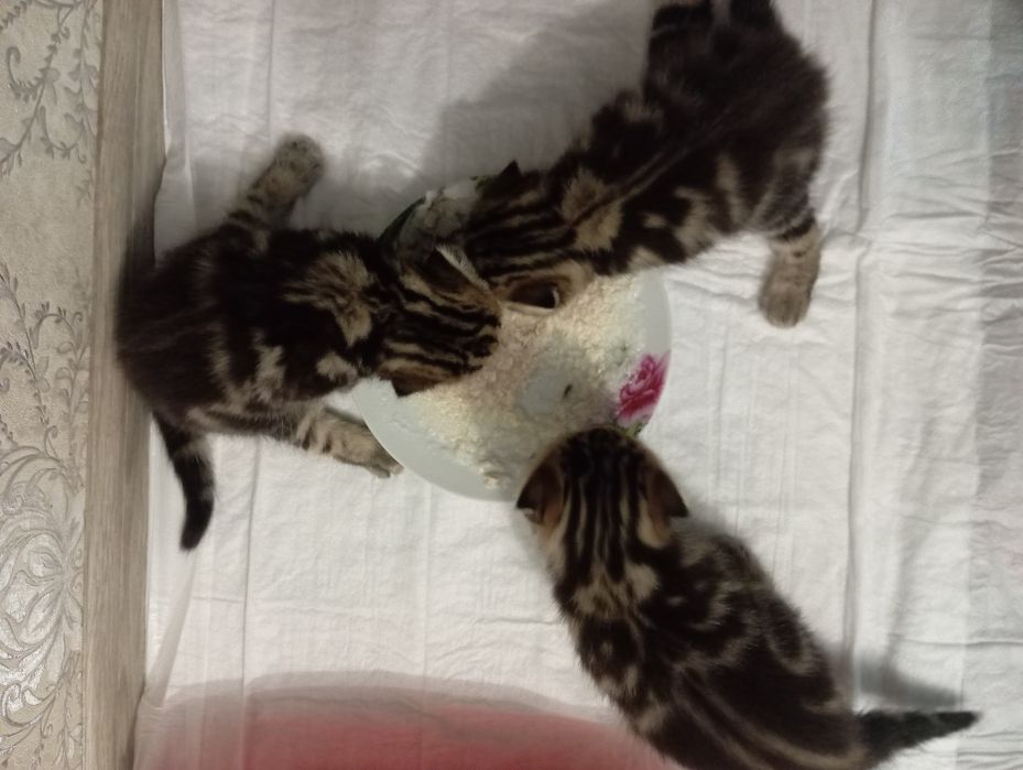 Продаются шотландские котята