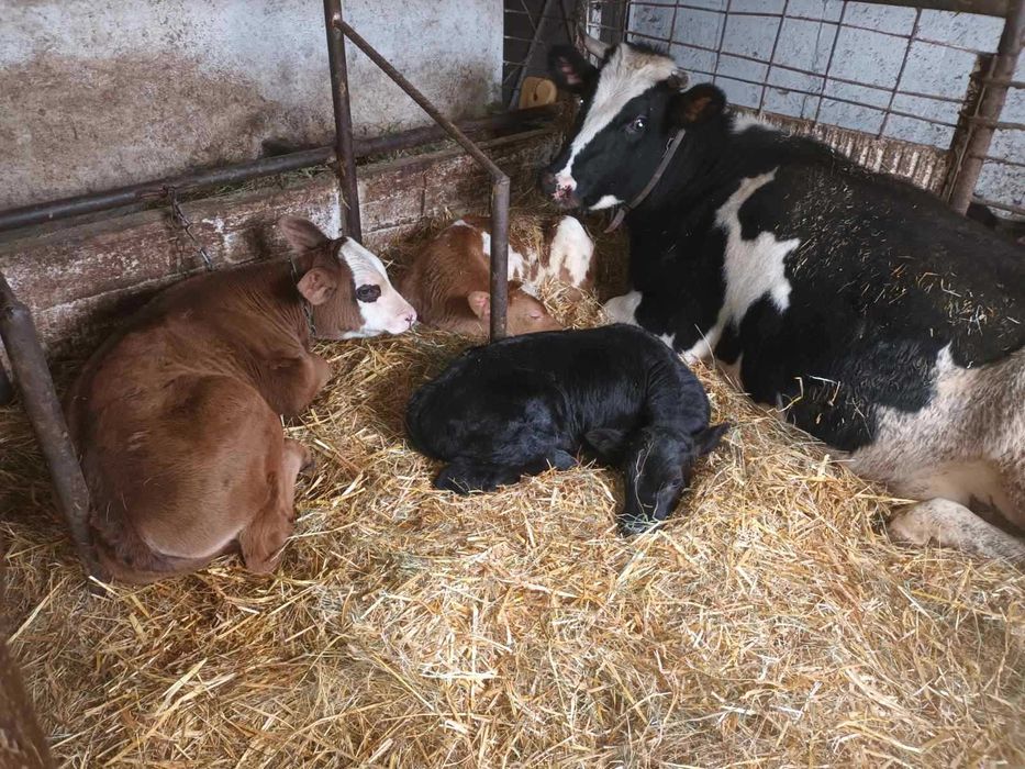 Продавам мъжки и женски телета