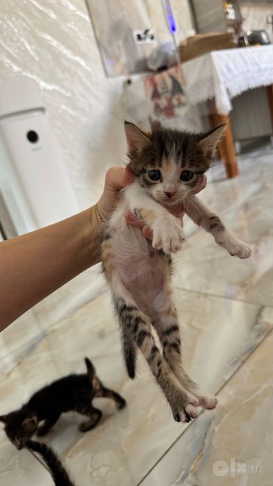 Отдам котят бесплатно