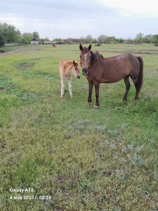 Продам лошадей жылкылар сатам