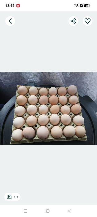 Vand Oua Australorp Negru si Albastru