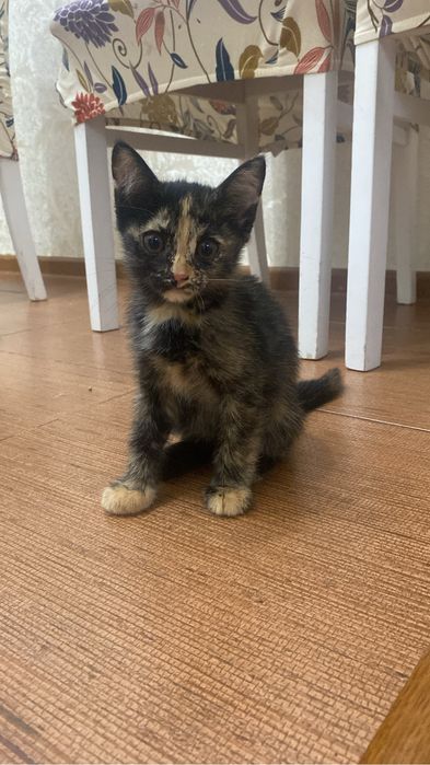 Котята, кошки, коты