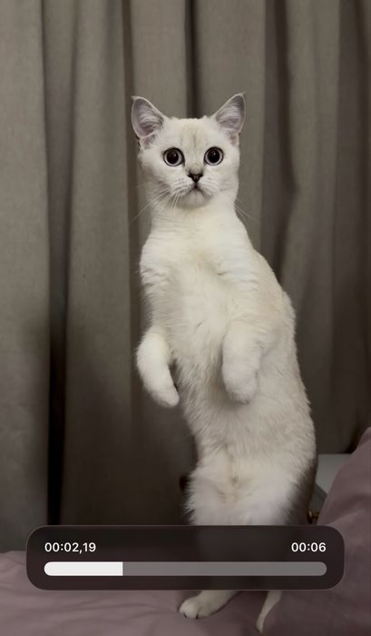 Кошку девочку в хорошие руки отдам